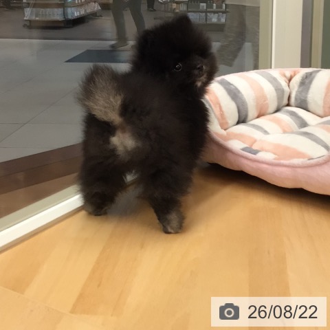 埼玉県のポメラニアン (ペットプラス 浦和美園店/2026年6月19日生まれ/男の子/ブラックタン)の子犬の4枚目の画像