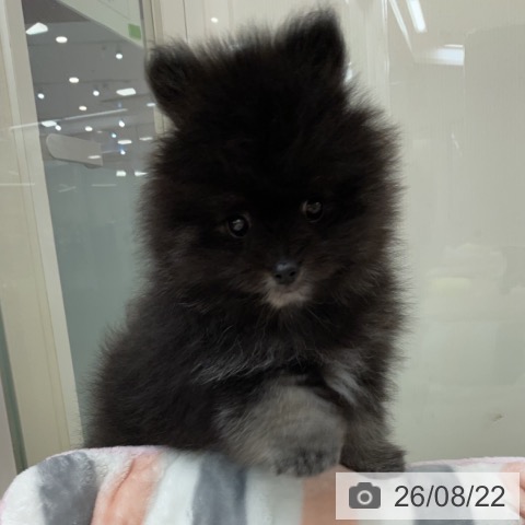 埼玉県のポメラニアン (ペットプラス 浦和美園店/2026年6月19日生まれ/男の子/ブラックタン)の子犬の3枚目の画像