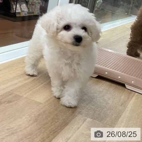 神奈川県のビションフリーゼ (ペットプラス 湘南平塚店/2026年6月20日生まれ/女の子/ホワイト)の子犬の4枚目の画像