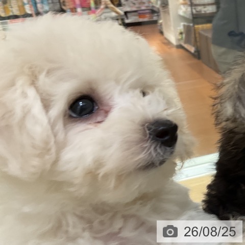 神奈川県のビションフリーゼ (ペットプラス 湘南平塚店/2026年6月20日生まれ/女の子/ホワイト)の子犬の3枚目の画像