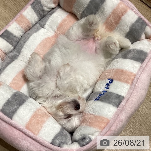 マルチーズの写真