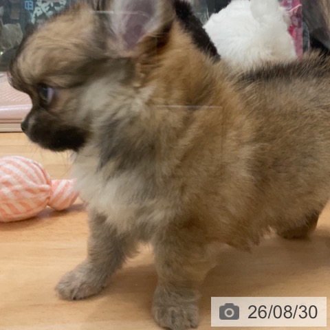 チワワの写真