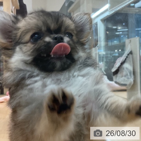 チワワの写真