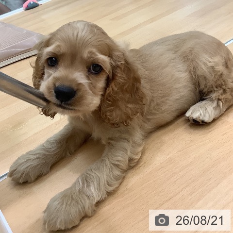 長野県のアメリカンコッカースパニエル (ペットプラス 松本店/2026年6月20日生まれ/男の子/バフ)の子犬の4枚目の画像