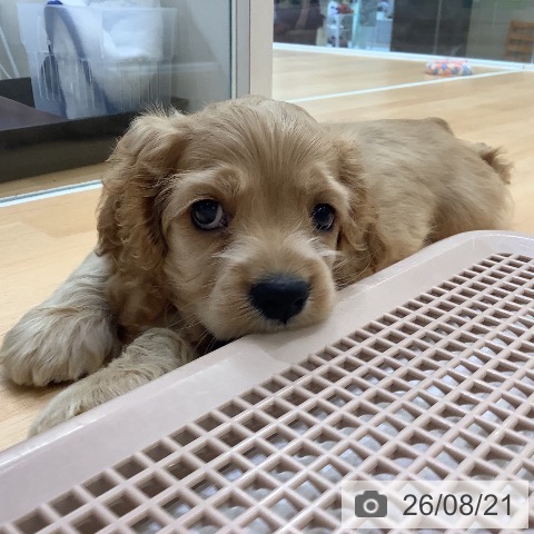 長野県のアメリカンコッカースパニエル (ペットプラス 松本店/2026年6月20日生まれ/男の子/バフ)の子犬の3枚目の画像