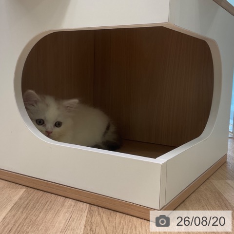 スコティッシュフォールドの写真