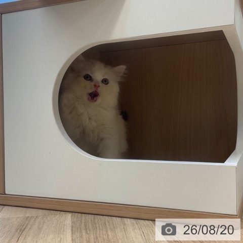 スコティッシュフォールドの写真
