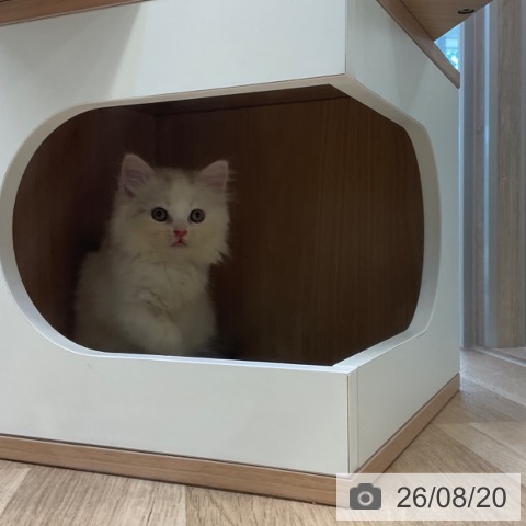 スコティッシュフォールドの写真