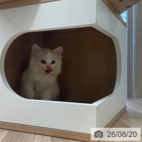 スコティッシュフォールドの写真