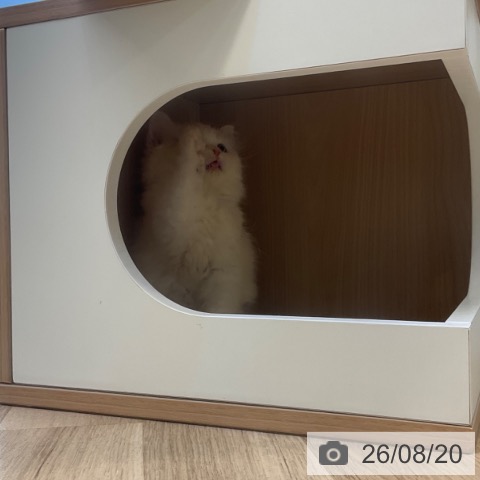 スコティッシュフォールドの写真
