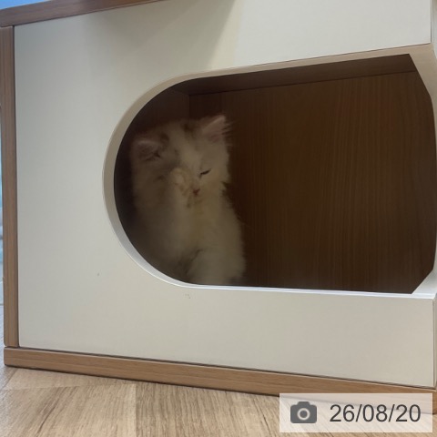 スコティッシュフォールドの写真