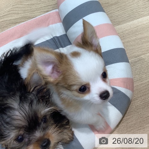 チワワの写真