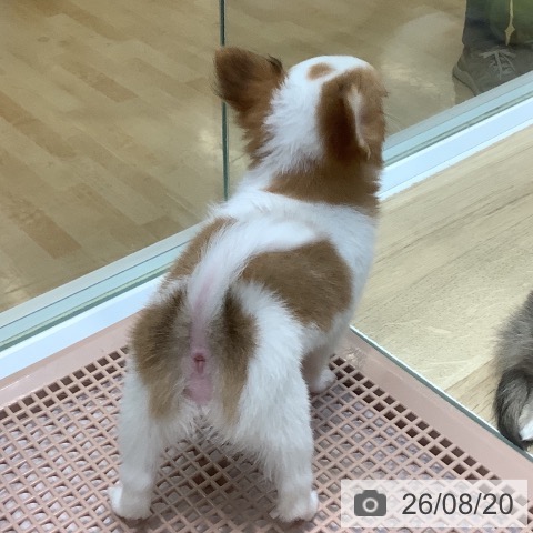 チワワの写真