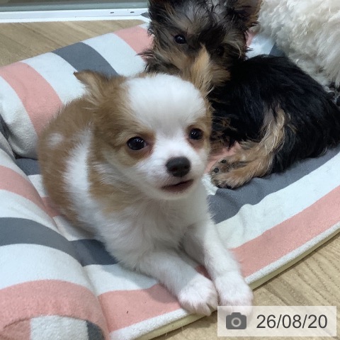 チワワの写真