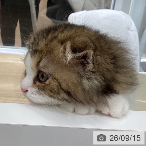 東京都のスコティッシュフォールド (ペットプラス 立川高島屋S.C.店/2026年6月20日生まれ/男の子/ブラウンタビーホワイト)の子猫の4枚目の画像