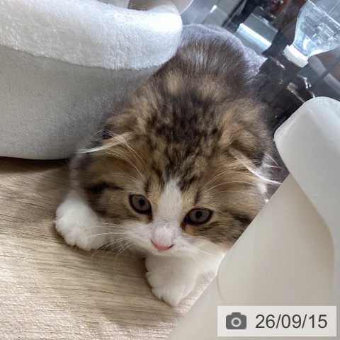 東京都のスコティッシュフォールド (ペットプラス 立川高島屋S.C.店/2026年6月20日生まれ/男の子/ブラウンタビーホワイト)の子猫の3枚目の画像