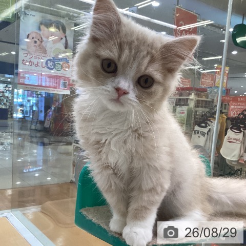 福岡県のスコティッシュフォールド (ペットプラス 黒崎店/2026年5月29日生まれ/女の子/クリームタビーホワイト)の子猫の4枚目の画像