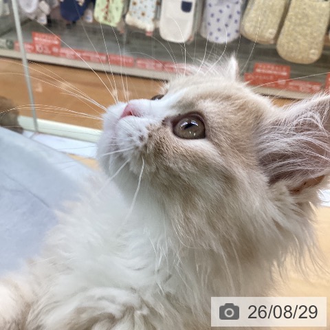 福岡県のスコティッシュフォールド (ペットプラス 黒崎店/2026年5月29日生まれ/女の子/クリームタビーホワイト)の子猫の3枚目の画像