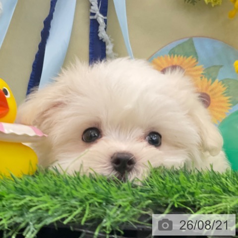マルチーズの写真