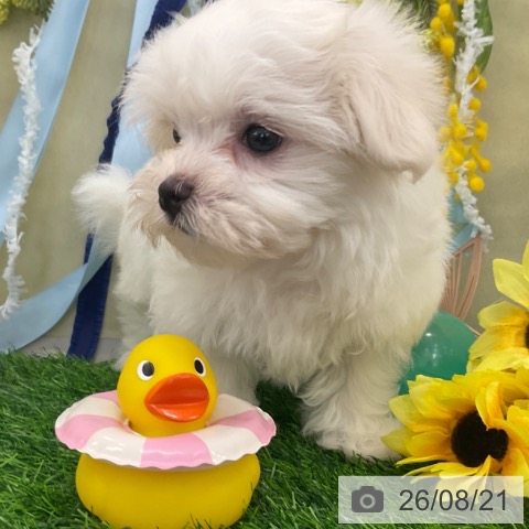 マルチーズの写真