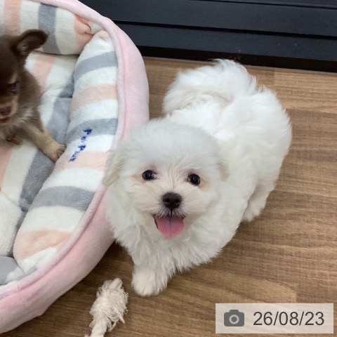 茨城県のマルチーズ (ペッツワン つくば店/2026年6月20日生まれ/女の子/ホワイト)の子犬の4枚目の画像