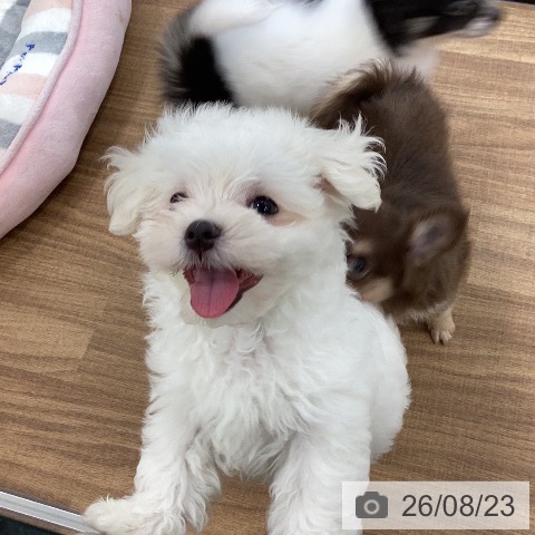 茨城県のマルチーズ (ペッツワン つくば店/2026年6月20日生まれ/女の子/ホワイト)の子犬の3枚目の画像