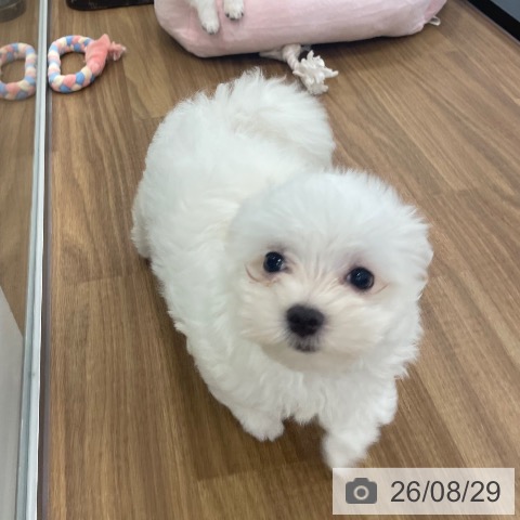 茨城県のマルチーズ (ペッツワン つくば店/2026年6月20日生まれ/女の子/ホワイト)の子犬の3枚目の画像