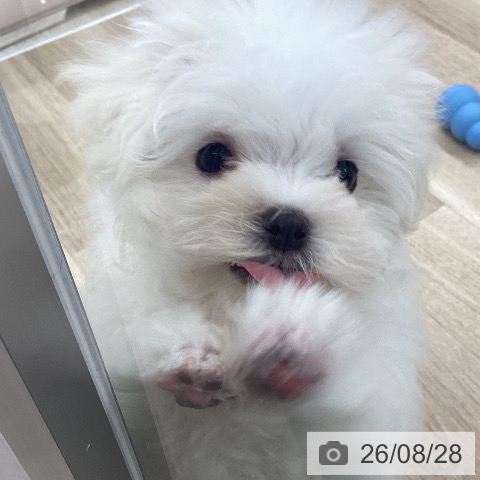 千葉県のマルチーズ (ペットプラス 船橋店/2026年6月20日生まれ/女の子/ホワイト)の子犬の3枚目の画像