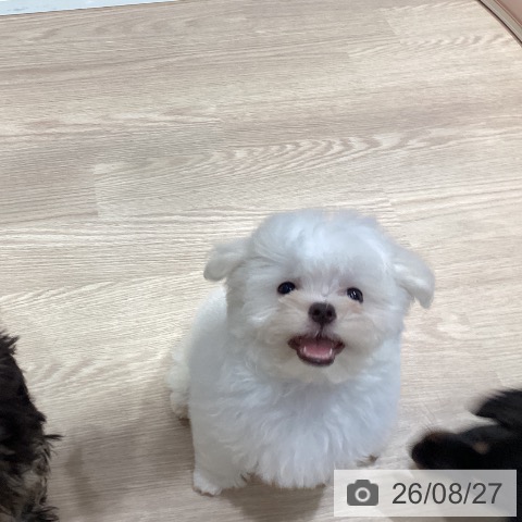 千葉県のマルチーズ (ペットプラス ユーカリが丘店/2026年6月20日生まれ/女の子/ホワイト)の子犬の4枚目の画像
