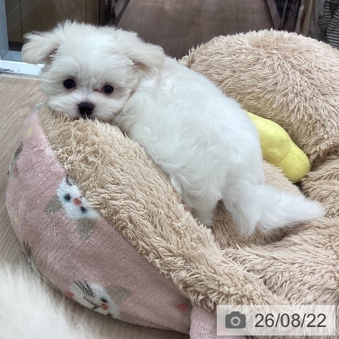 マルチーズの写真