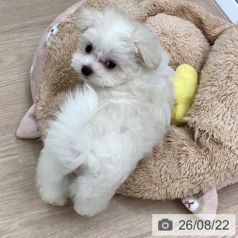 マルチーズの写真