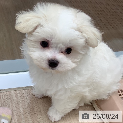 埼玉県のマルチーズ (ペットプラス 川口店/2026年6月20日生まれ/女の子/ホワイト)の子犬の4枚目の画像