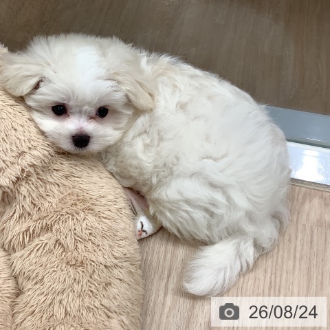 埼玉県のマルチーズ (ペットプラス 川口店/2026年6月20日生まれ/女の子/ホワイト)の子犬の3枚目の画像