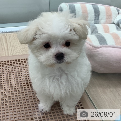 埼玉県のマルチーズ (ペットプラス 川口店/2026年6月20日生まれ/女の子/ホワイト)の子犬の3枚目の画像