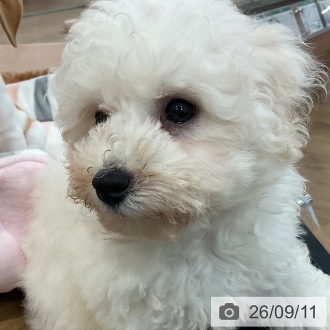 茨城県のビションフリーゼ (ペッツワン 阿見店/2026年6月21日生まれ/男の子/ホワイト)の子犬の3枚目の画像