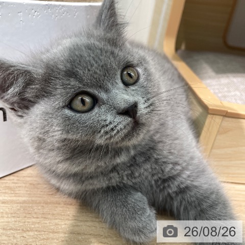 東京都のブリティッシュショートヘアー (ペットプラス 大井町トラックス店/2026年6月19日生まれ/男の子/ブルー)の子猫の3枚目の画像