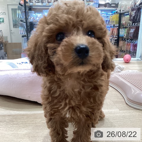 神奈川県のトイプードル(トイ) (ペットプラス ゆめが丘ソラトス店/2026年6月22日生まれ/男の子/レッド)の子犬の4枚目の画像