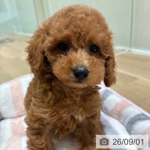 神奈川県のトイプードル(トイ) (ペットプラス ゆめが丘ソラトス店/2026年6月22日生まれ/男の子/レッド)の子犬の4枚目の画像