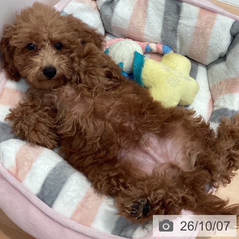 神奈川県のトイプードル(トイ) (ペットプラス 海老名店/2026年6月22日生まれ/男の子/レッド)の子犬の4枚目の画像