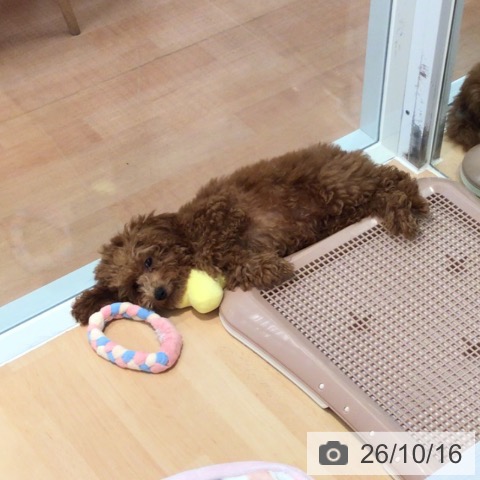 神奈川県のトイプードル(トイ) (ペットプラス 海老名店/2026年6月22日生まれ/男の子/レッド)の子犬の4枚目の画像