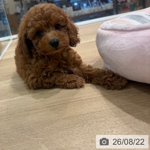 神奈川県のトイプードル(トイ) (ペットプラス ゆめが丘ソラトス店/2026年6月22日生まれ/男の子/レッド)の子犬の3枚目の画像