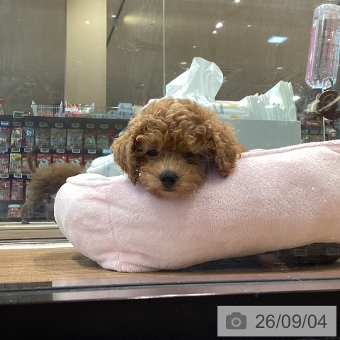 埼玉県のトイプードル(トイ) (ペッツワン 新座店/2026年6月22日生まれ/男の子/レッド)の子犬の3枚目の画像