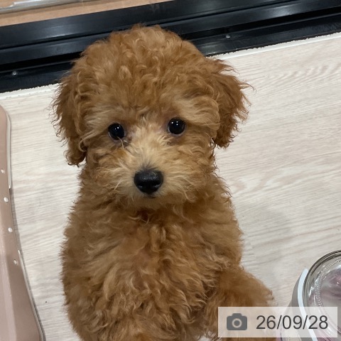 埼玉県のトイプードル(トイ) (ペッツワン 新座店/2026年6月22日生まれ/男の子/レッド)の子犬の4枚目の画像