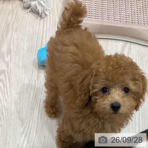 埼玉県のトイプードル(トイ) (ペッツワン 新座店/2026年6月22日生まれ/男の子/レッド)の子犬の3枚目の画像