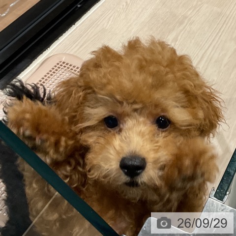 埼玉県のトイプードル(トイ) (ペッツワン 新座店/2026年6月22日生まれ/男の子/レッド)の子犬の3枚目の画像