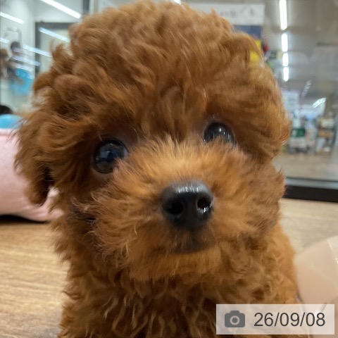 神奈川県のトイプードル(トイ) (ペッツワン 鎌倉梶原店/2026年6月22日生まれ/男の子/レッド)の子犬の3枚目の画像