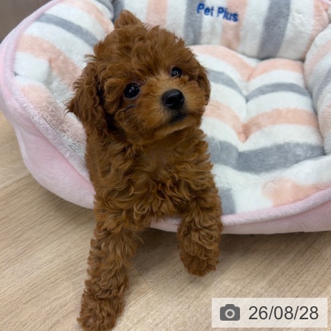 神奈川県のトイプードル(トイ) (ペットプラス 武蔵小杉店/2026年6月22日生まれ/女の子/レッド)の子犬の3枚目の画像