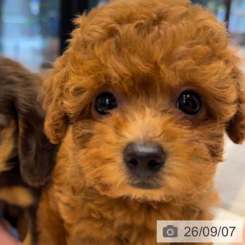 神奈川県のトイプードル(トイ) (ペットプラス 武蔵小杉店/2026年6月22日生まれ/女の子/レッド)の子犬の4枚目の画像