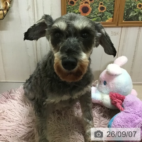 ミニチュア・シュナウザーの写真