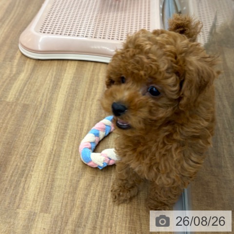 東京都のトイプードル(トイ) (ペッツワン 青梅インター店/2026年6月22日生まれ/男の子/レッド)の子犬の3枚目の画像